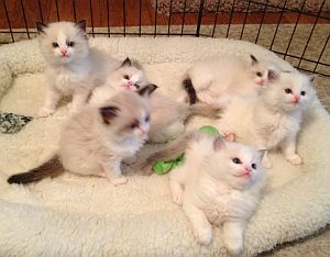 Ragdoll Kittens for Sale