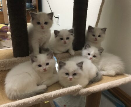 Ragdoll Kittens